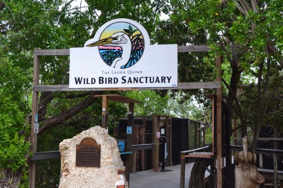 Florida Keys Wild Bird Center: Protecting the Wings of the Keys