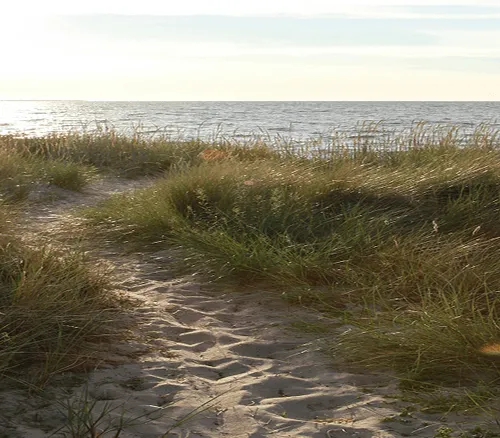 Sandy path through tall beach grass leading to a calm ocean under a bright sky.