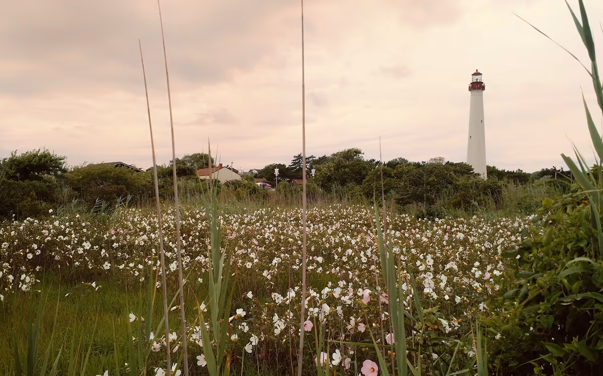 Field of white wildflowers with tall grass and a lighthouse in the background under a cloudy sky.