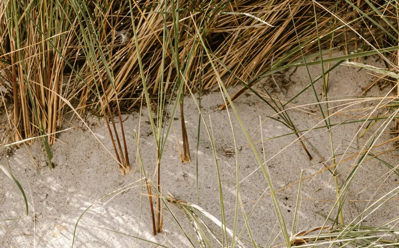 Thin green and brown grass blades growing sparsely in sandy soil.