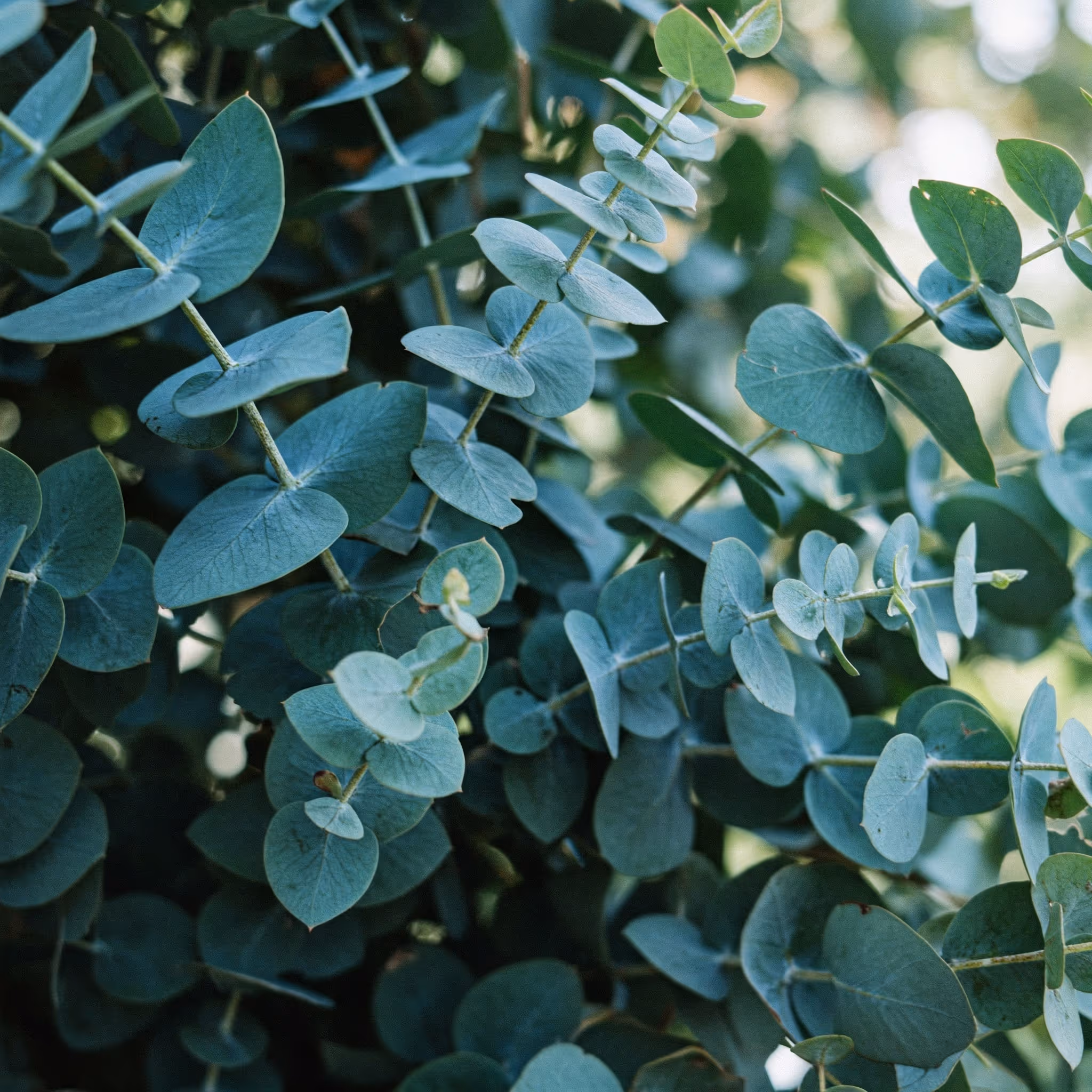 Close-up of eucalyptus branches with round, bluish-green leaves.