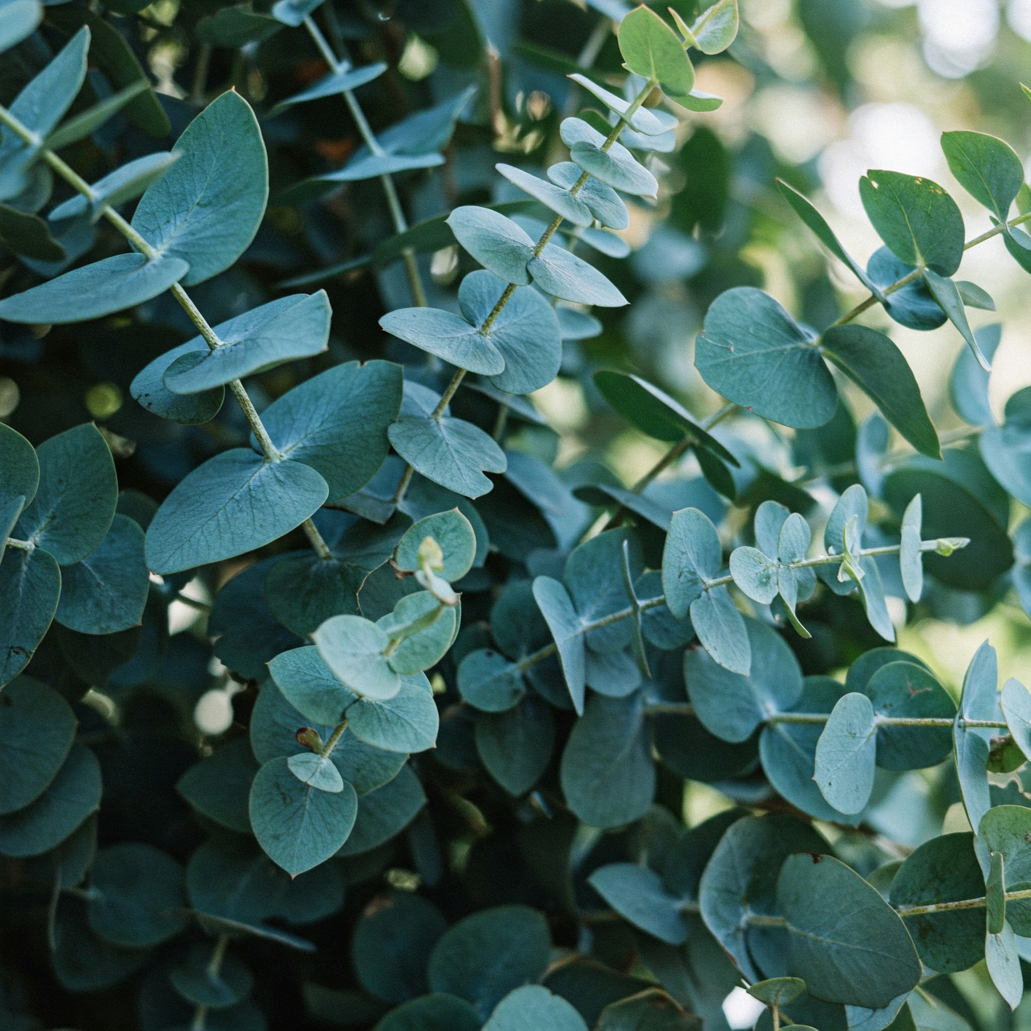 Close-up of eucalyptus branches with round, bluish-green leaves.