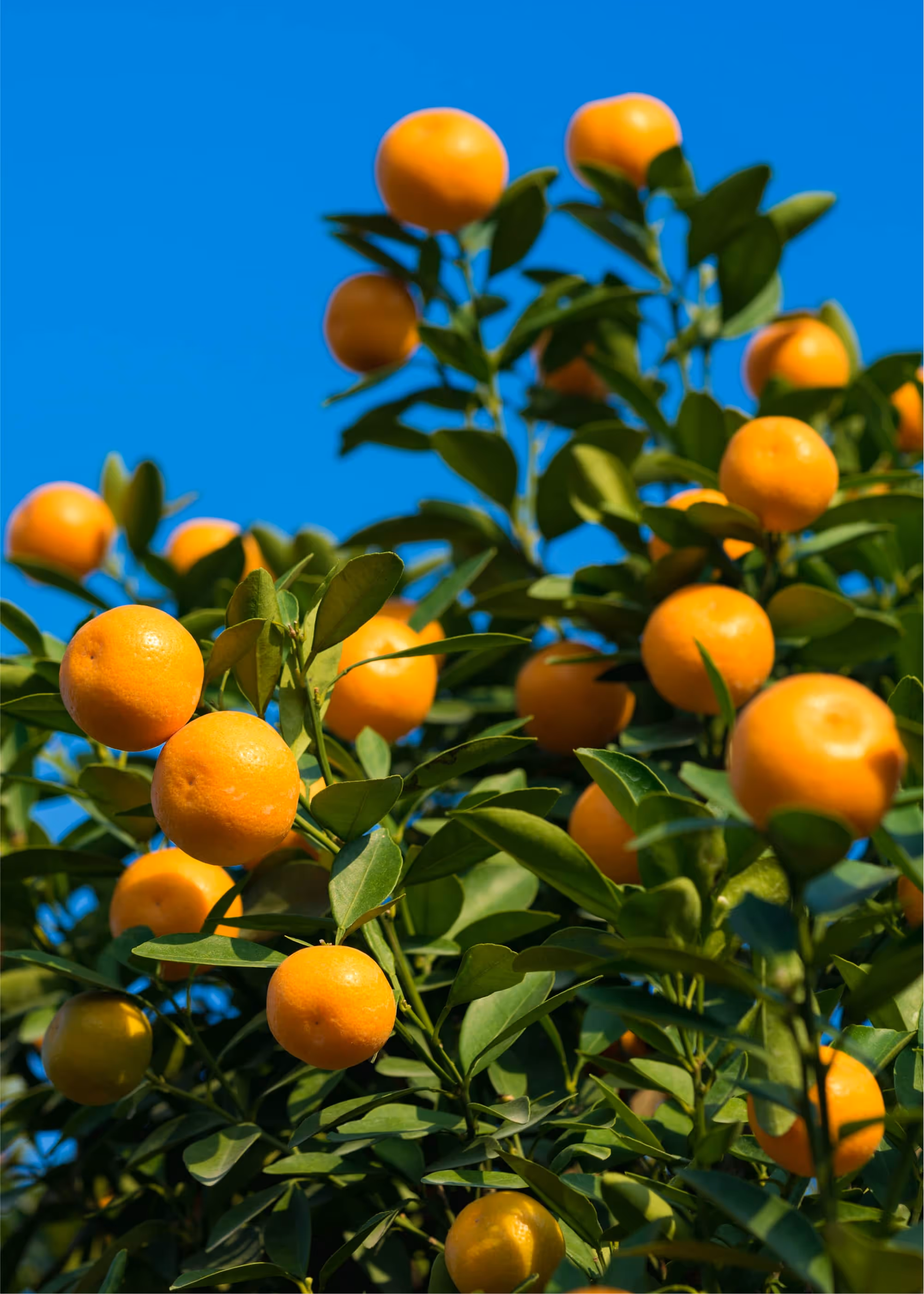 A tree with ripe fruit, showing the successful results of changing the conditions of a workplace.