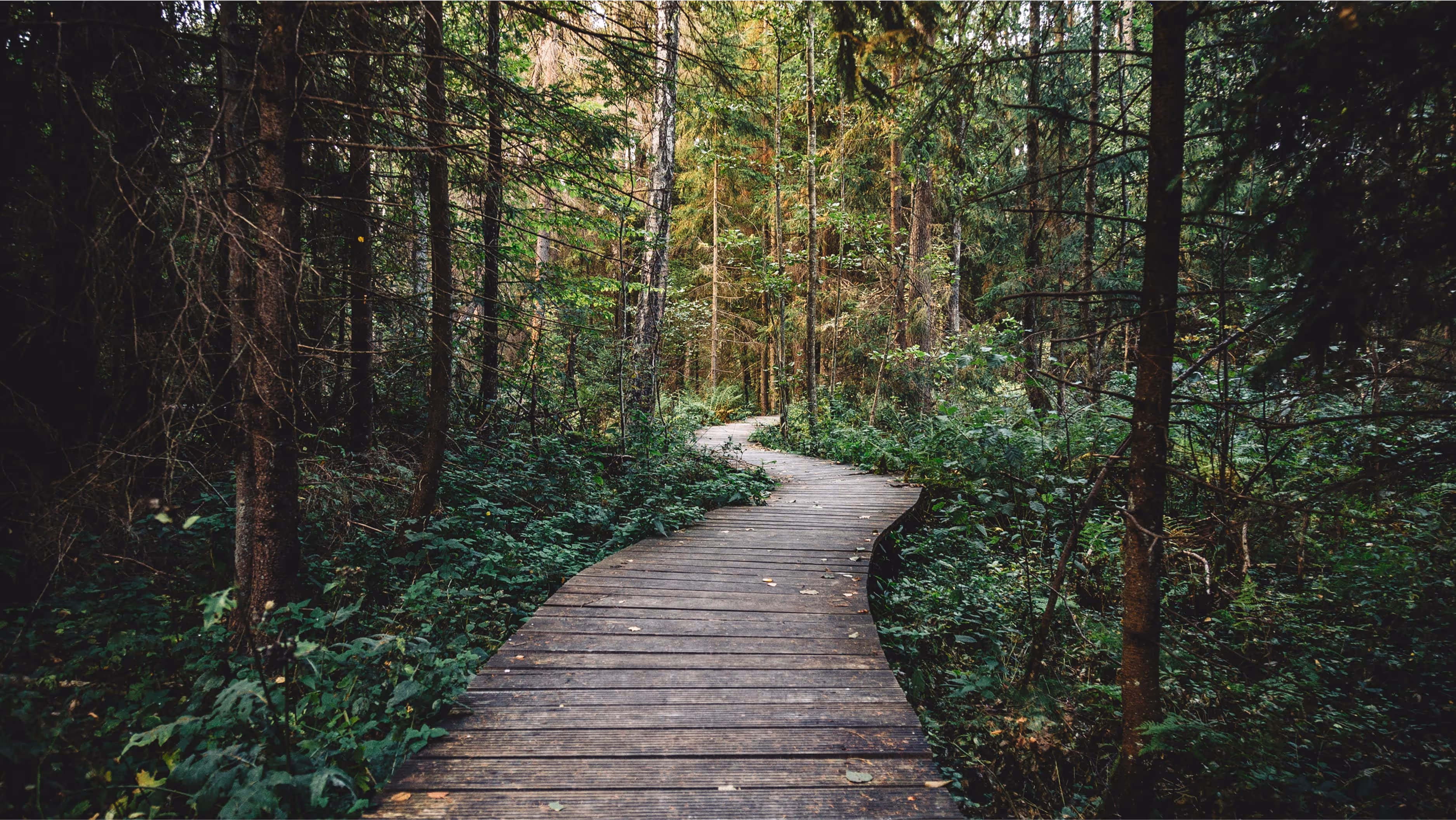 Wooden pathway winding through lush green forest, inviting exploration and discovery.