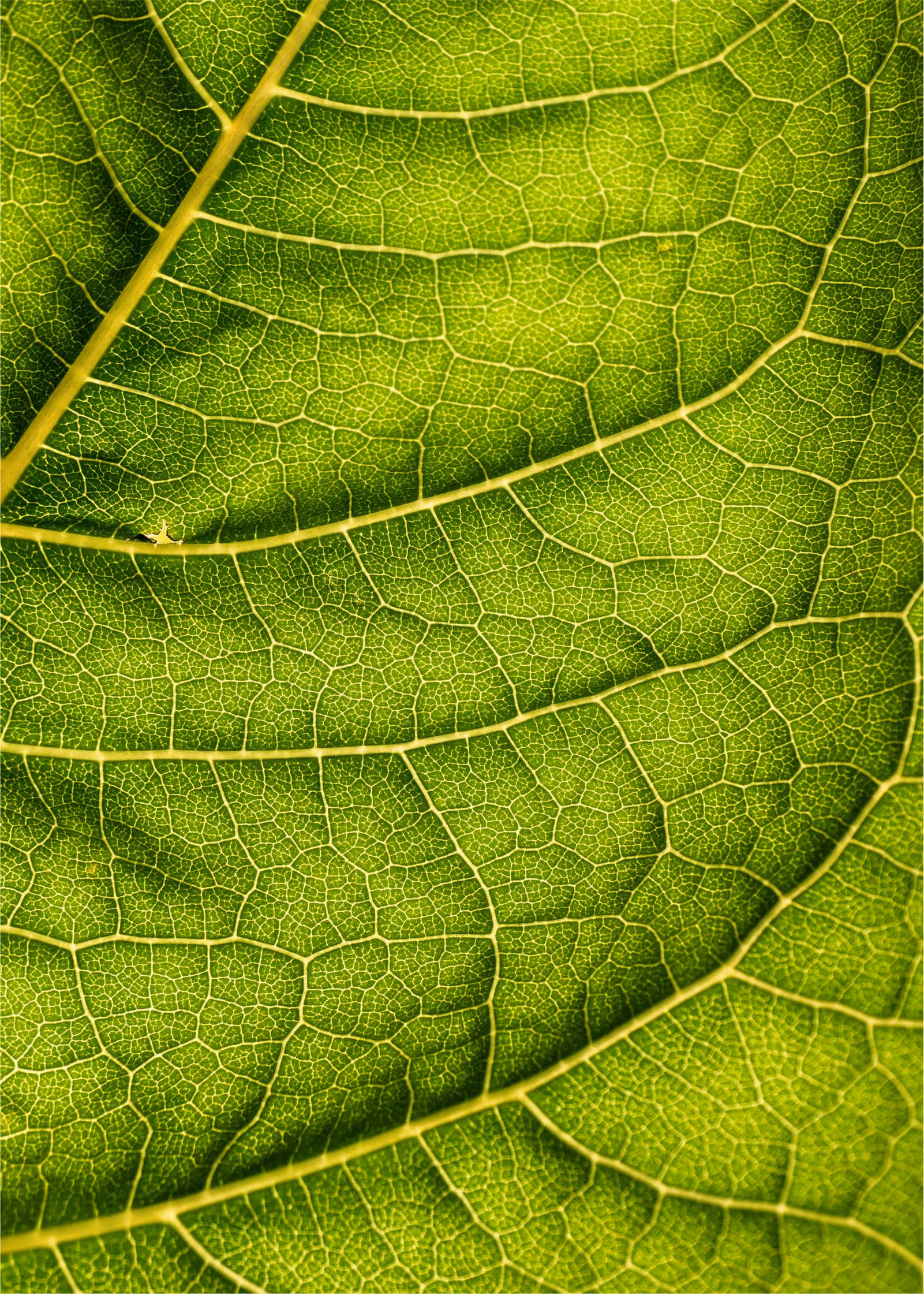 Close-up of a vibrant green leaf, representing the living, breathing system of a healthy corporate culture.