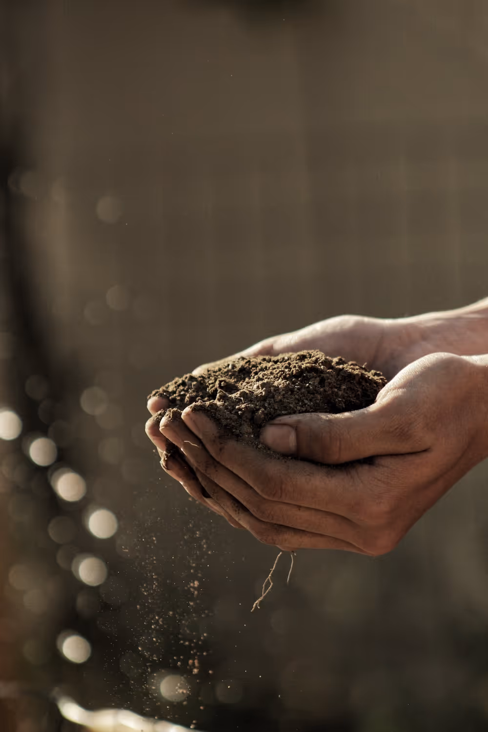 Close up of hands holding soil.