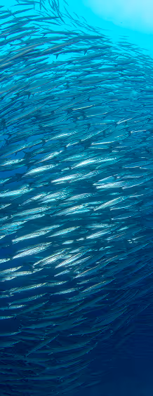 A view of a school of fish underwater