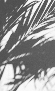 A shadow of palm trees on a white wlal