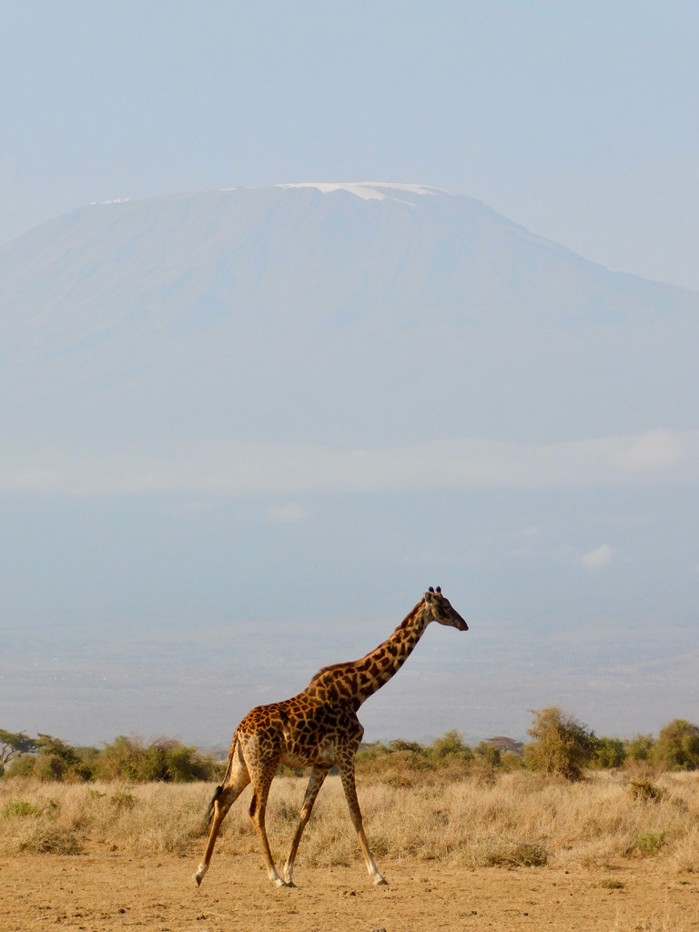 A lone giraffe walking through the dry grasslands of Amboseli National Park in Kenya, with the snow-capped peak of Mount Kilimanjaro rising in the background.