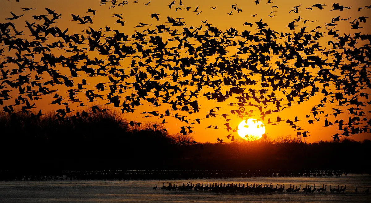 Home of the Sandhill Crane Migration! Each spring, more than 1,000,000 sandhill cranes converge on the Platte River in central Nebraska as they migrate north to their nesting grounds. This one-of-a-kind experience draws visitors – including avid birders, scientists, photographers, and casual tourists – from across the country and across the world.