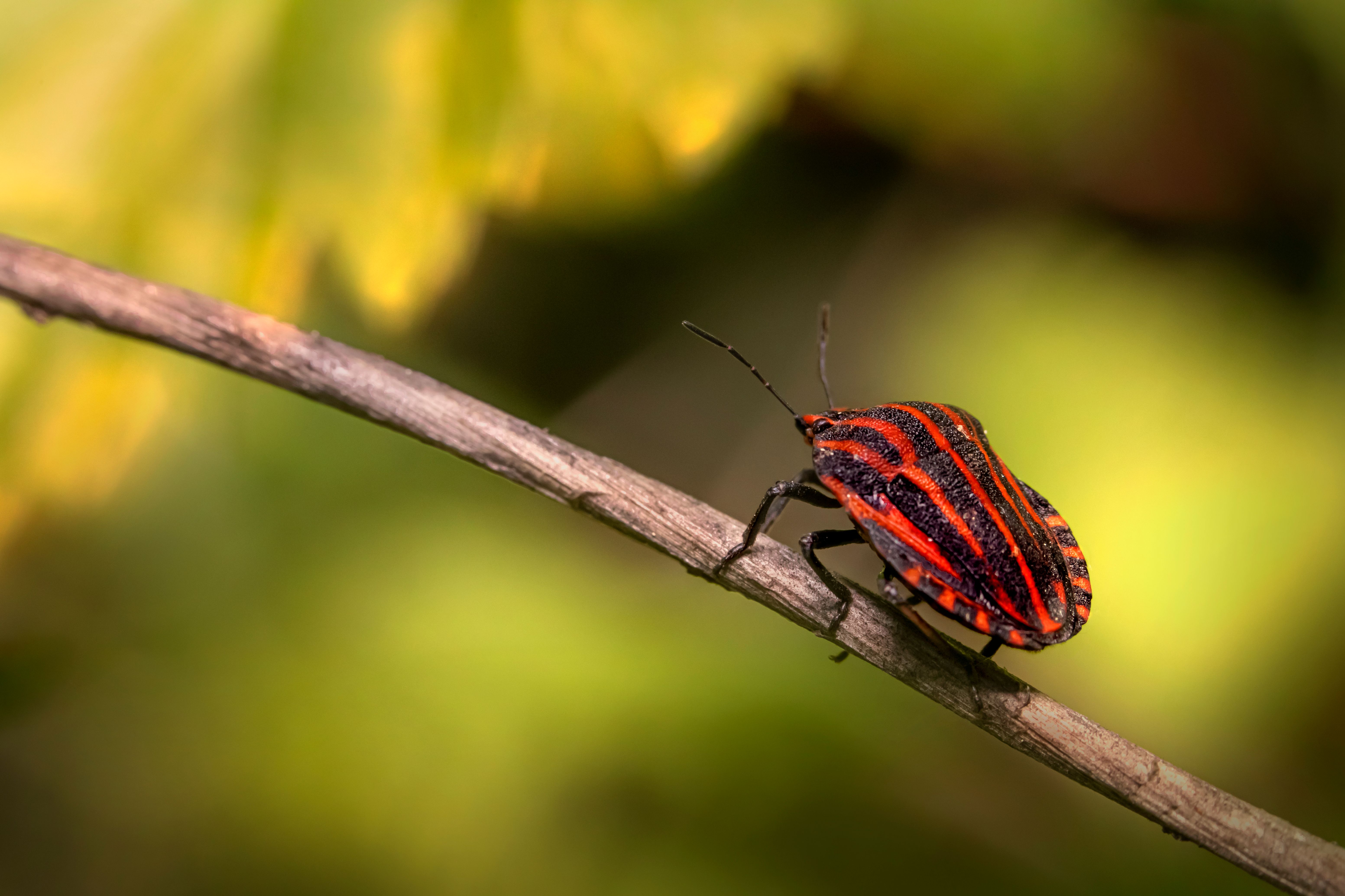 Fall’s Uninvited Guests in Indianapolis: How to Spot and Keep Out Lady Beetles, Stink Bugs, and Boxelder Bugs