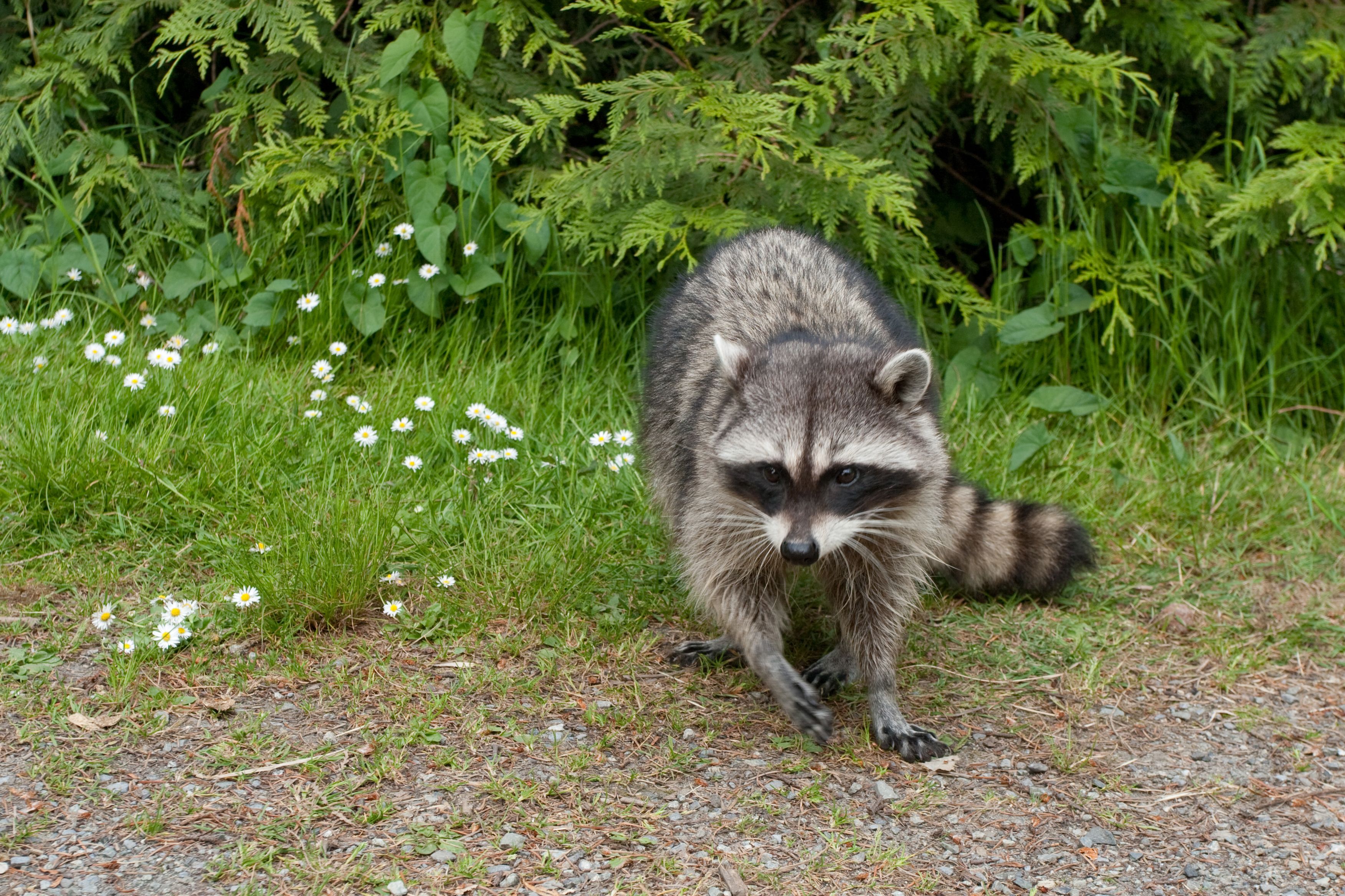 Masked and Moved In: Why Raccoons Break Into Indianapolis Attics Every Fall