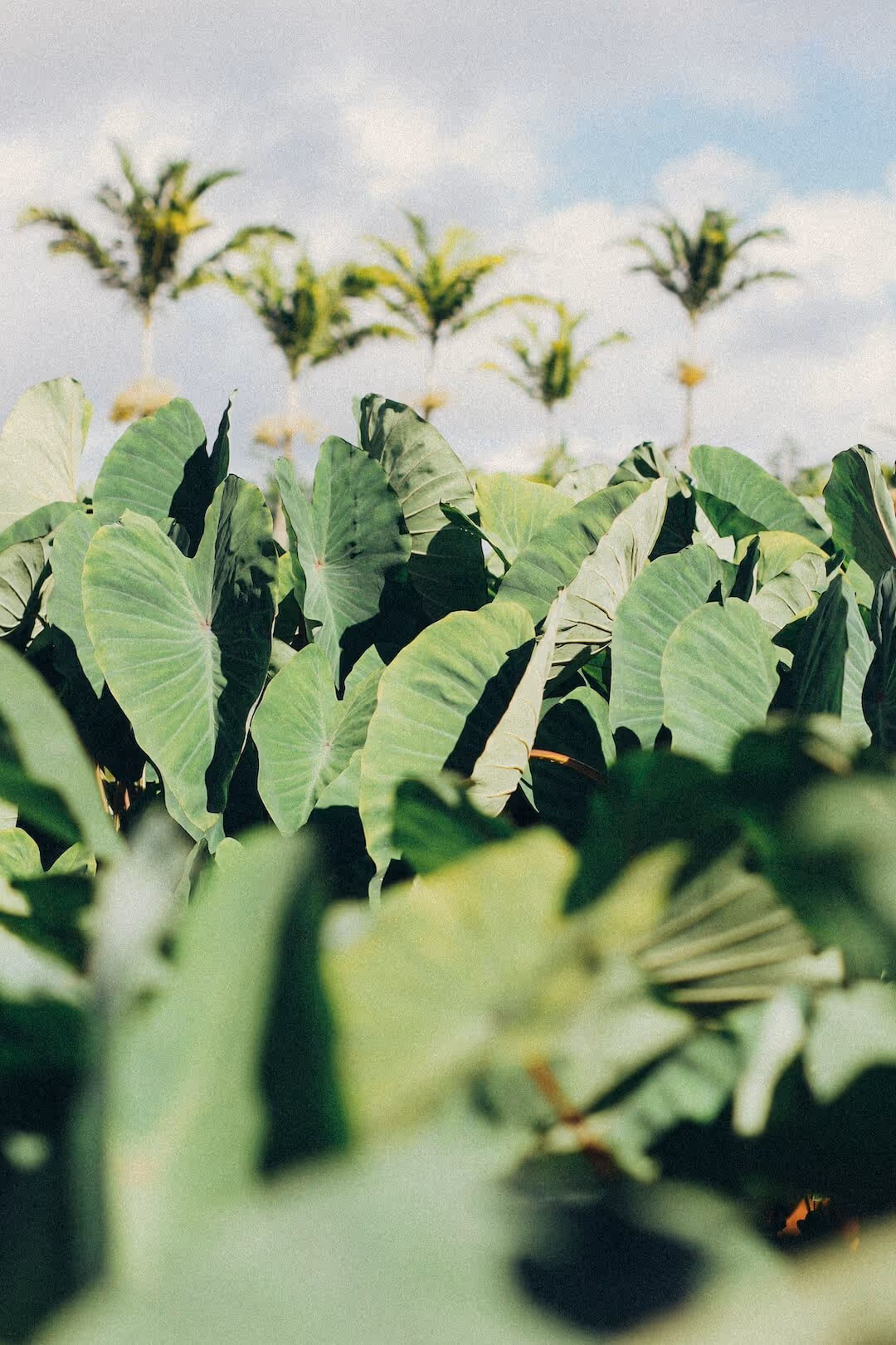 image of people gathering (for a mosque)