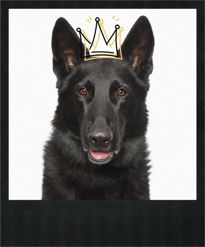 Close-up pet photography of a tan and black German Shepherd, smiling and looking at the camera against a clean white background.