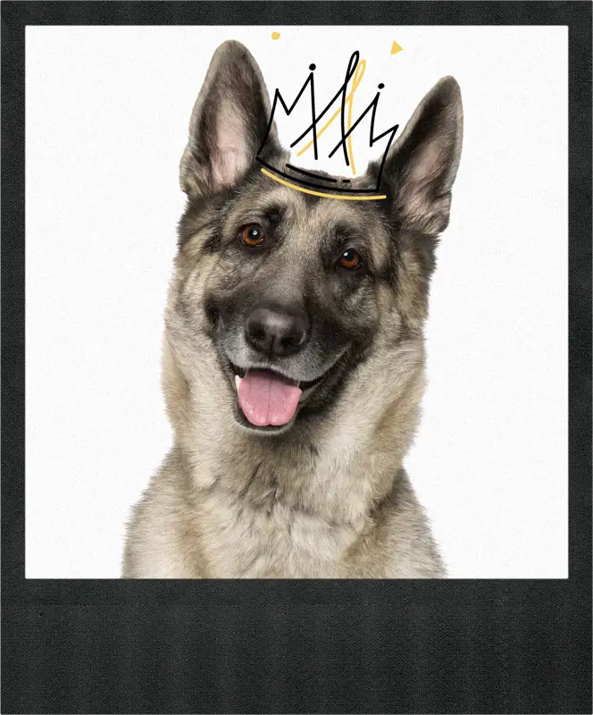 Pet photography portrait of a sable German Shepherd tilting its head playfully, captured on a white background.