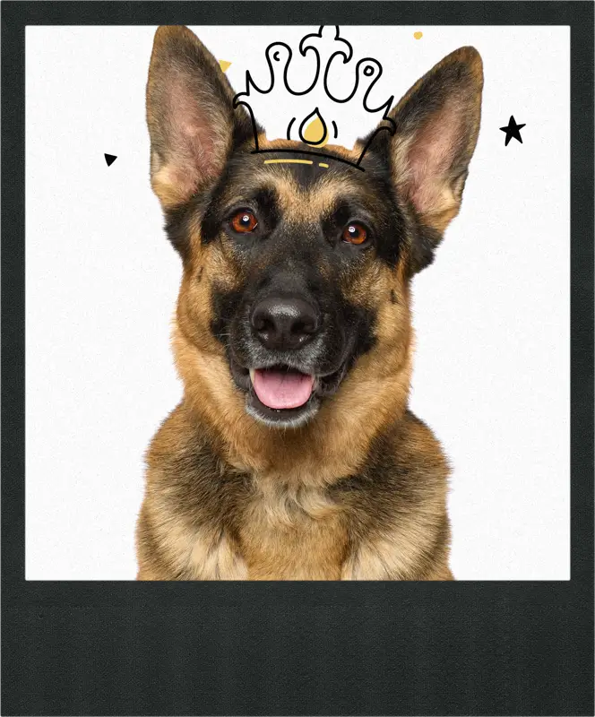 Pet photography portrait of a black German Shepherd with bright amber eyes, captured against a plain white background.