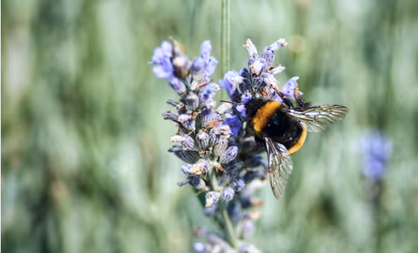 Close-up of a bumblebee collecting nectar from blooming lavender.