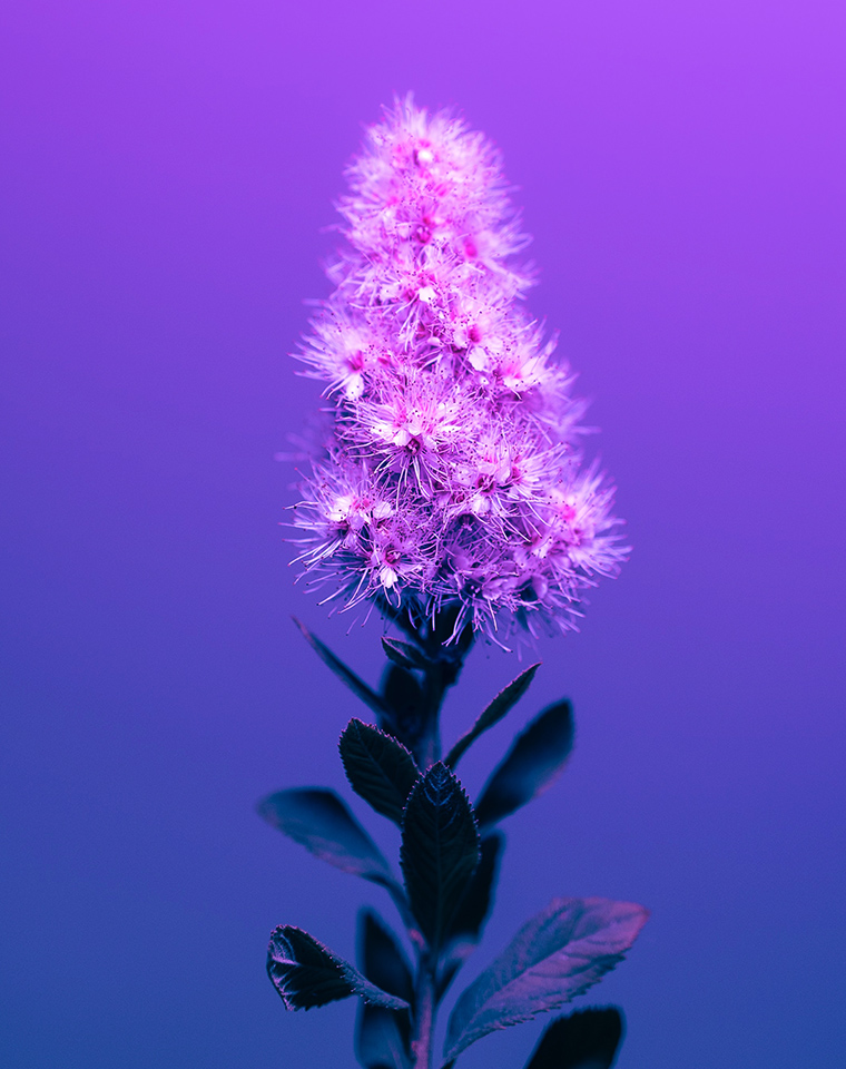pink flower