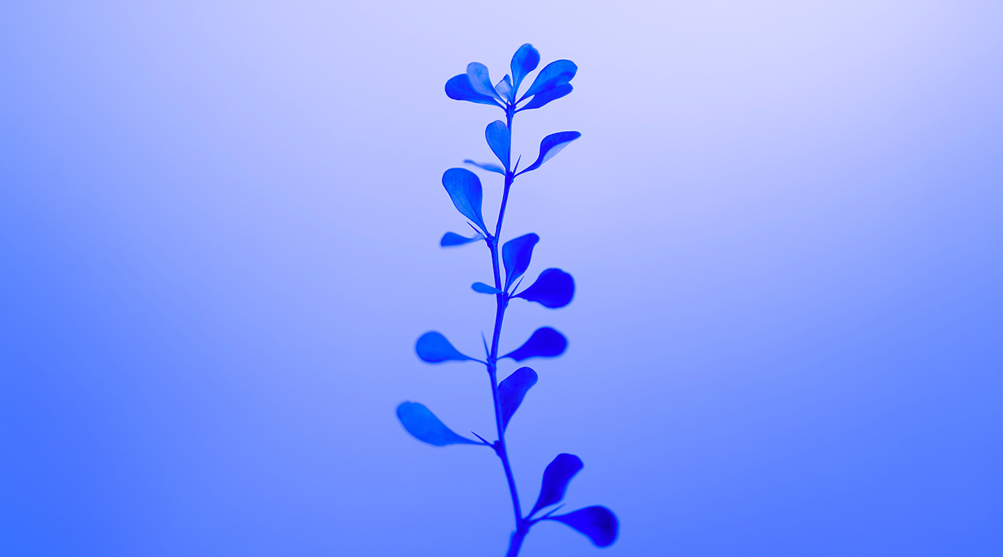 purple flower