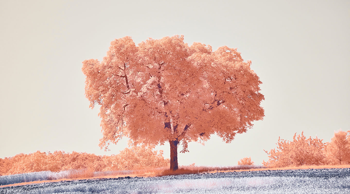 tree nature pink