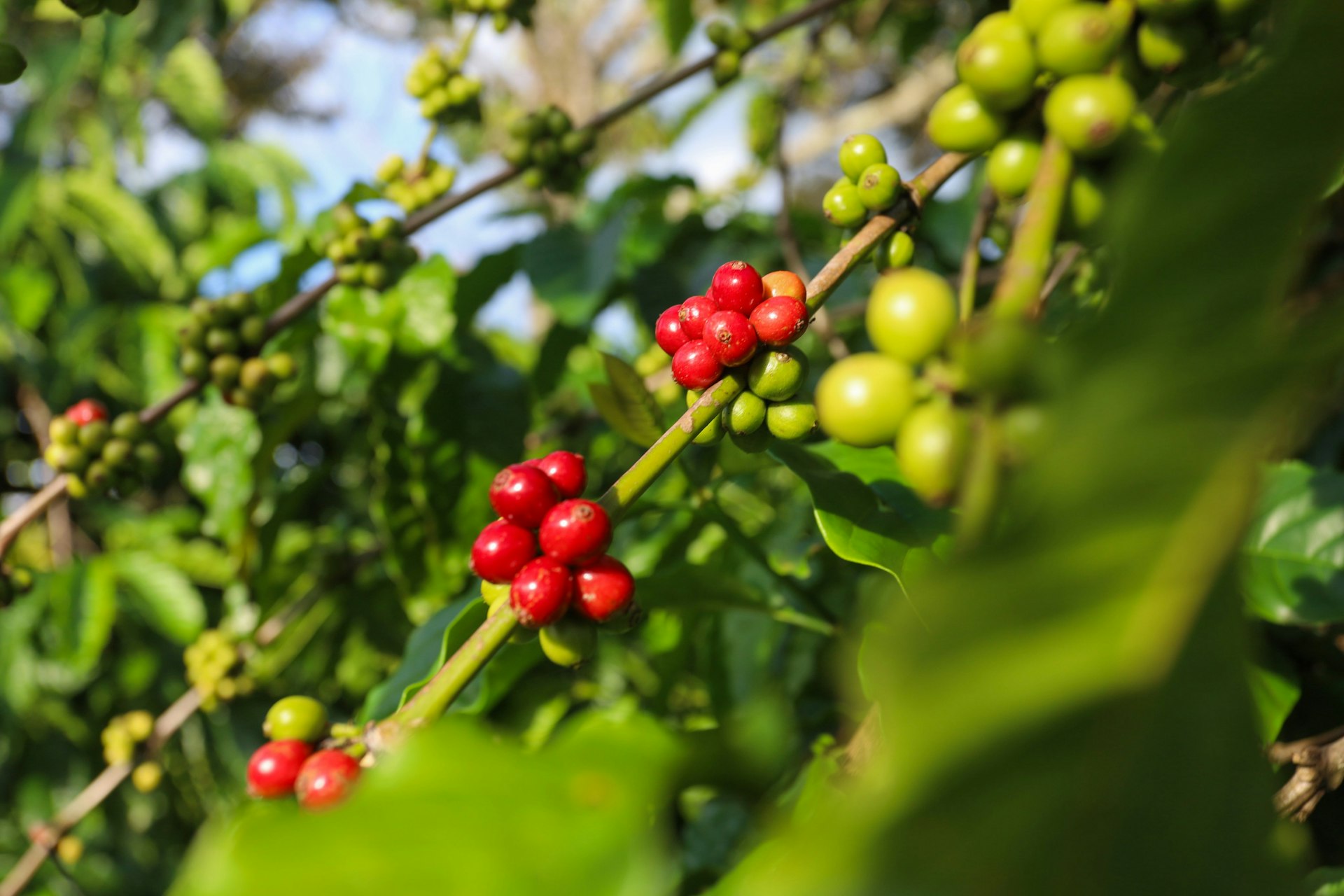 The Quiet Revolution: IoT's Impact on the Food Industry