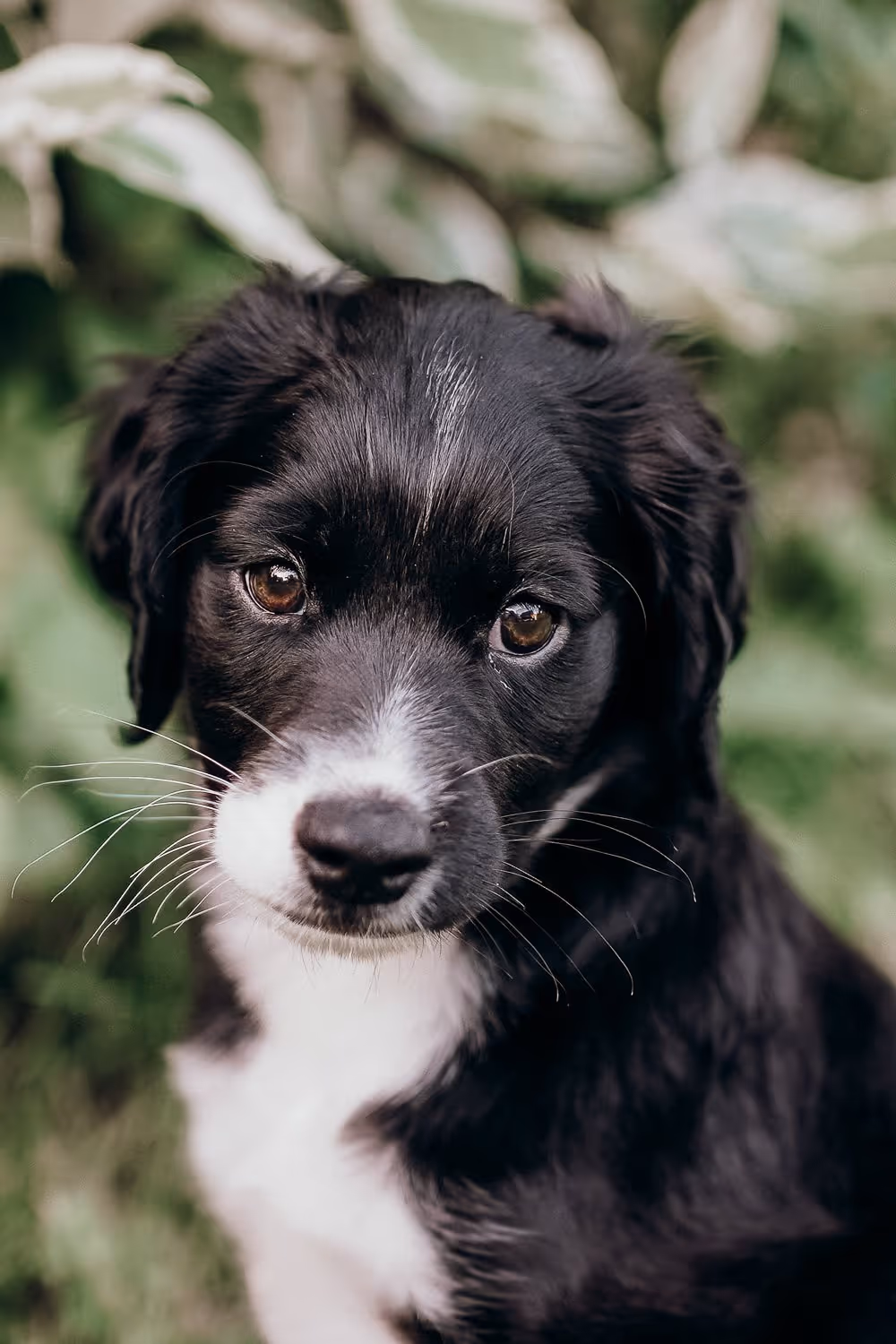 Zwart-witte hond met bruine ogen kijkt naar de camera tegen een groene, wazige achtergrond.