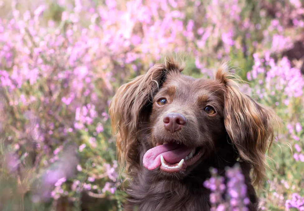 Bruine hond met lange oren en tong uit mond tussen paarse bloemen.