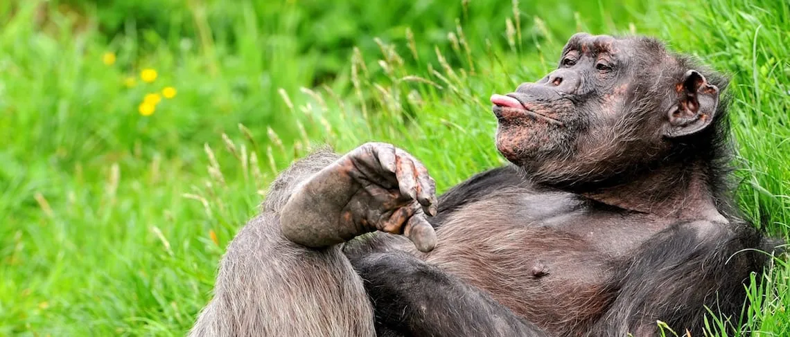 The Art of Managing Monkeys
