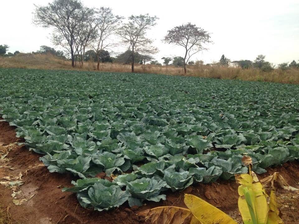 George Chandra Farm in Zambia