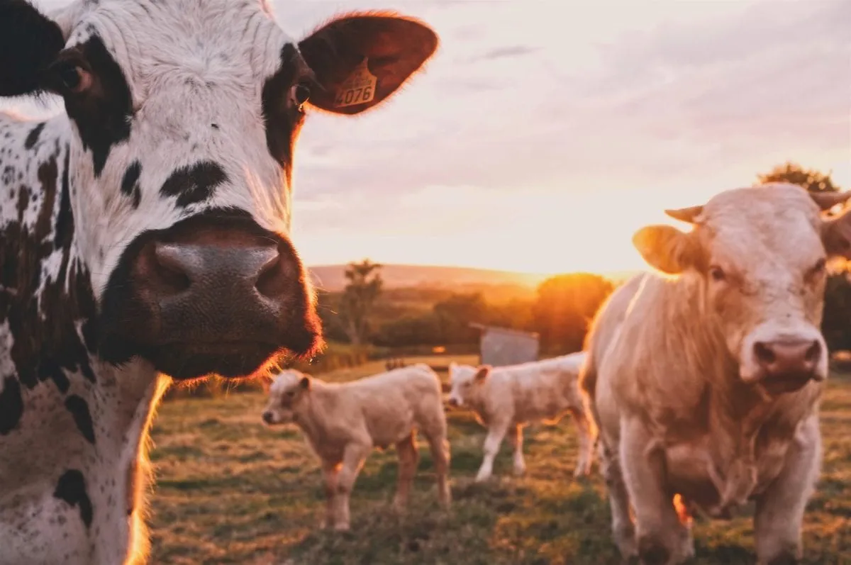 Grander Vision for Honduran Village Farm is a Game-changer for 20 Families with New Livelihood
