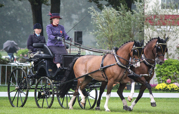 Anna Greystone | Carriage Driving
