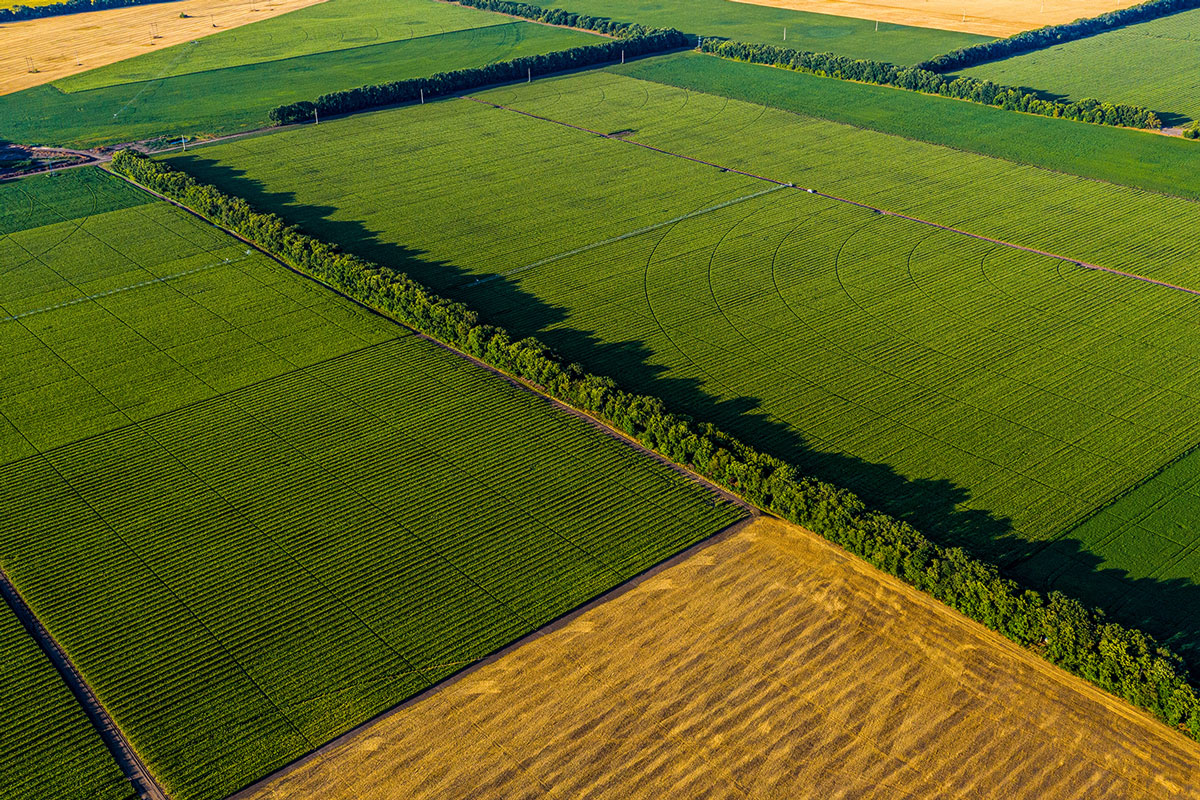 Typical New Zealand Farm