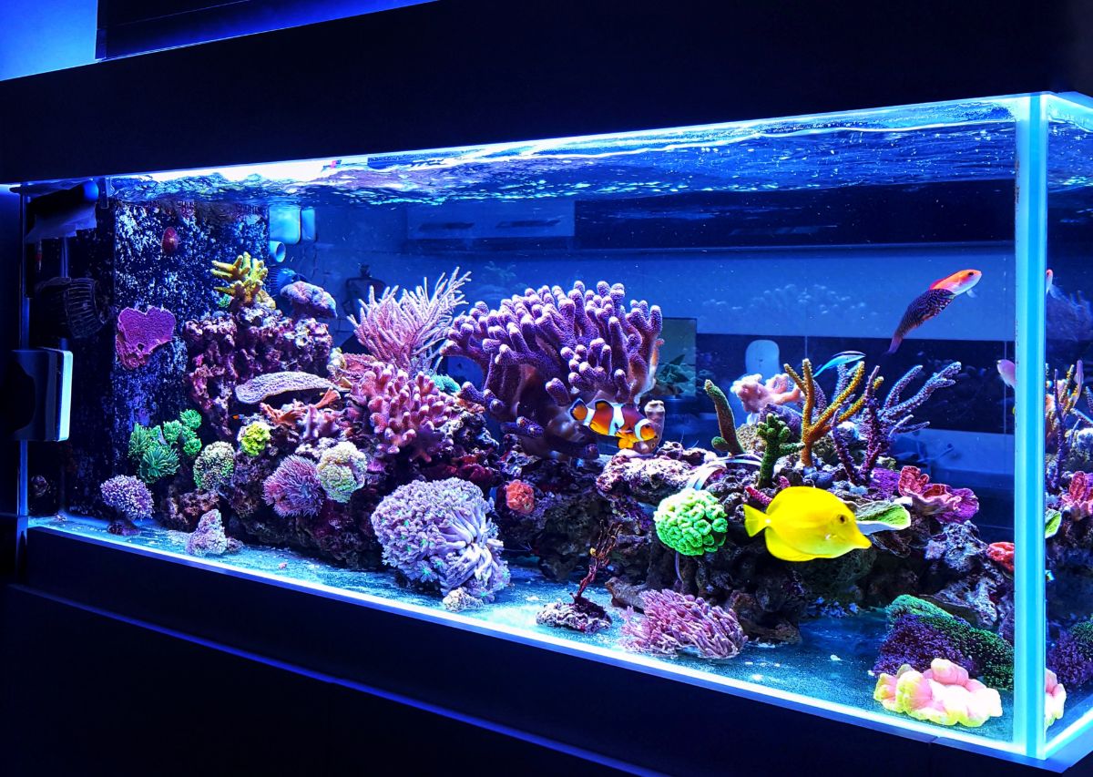 How to Transport Fish When Moving: Everything You Need to Know