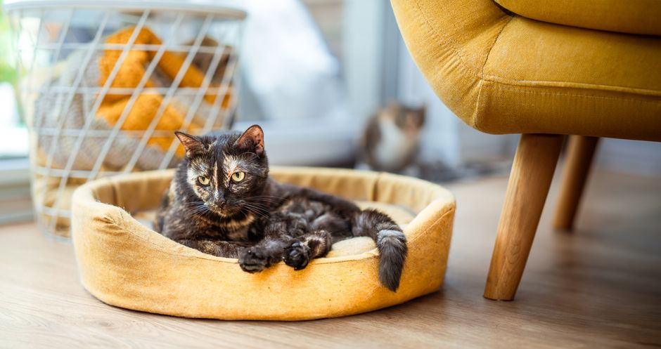 How to Pack a Pet Room for Moving Without Stressing Out Your Animals