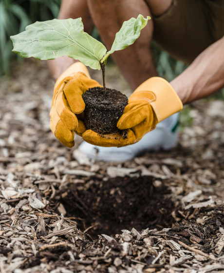 Person wearing gloves planting a small seedling in soil