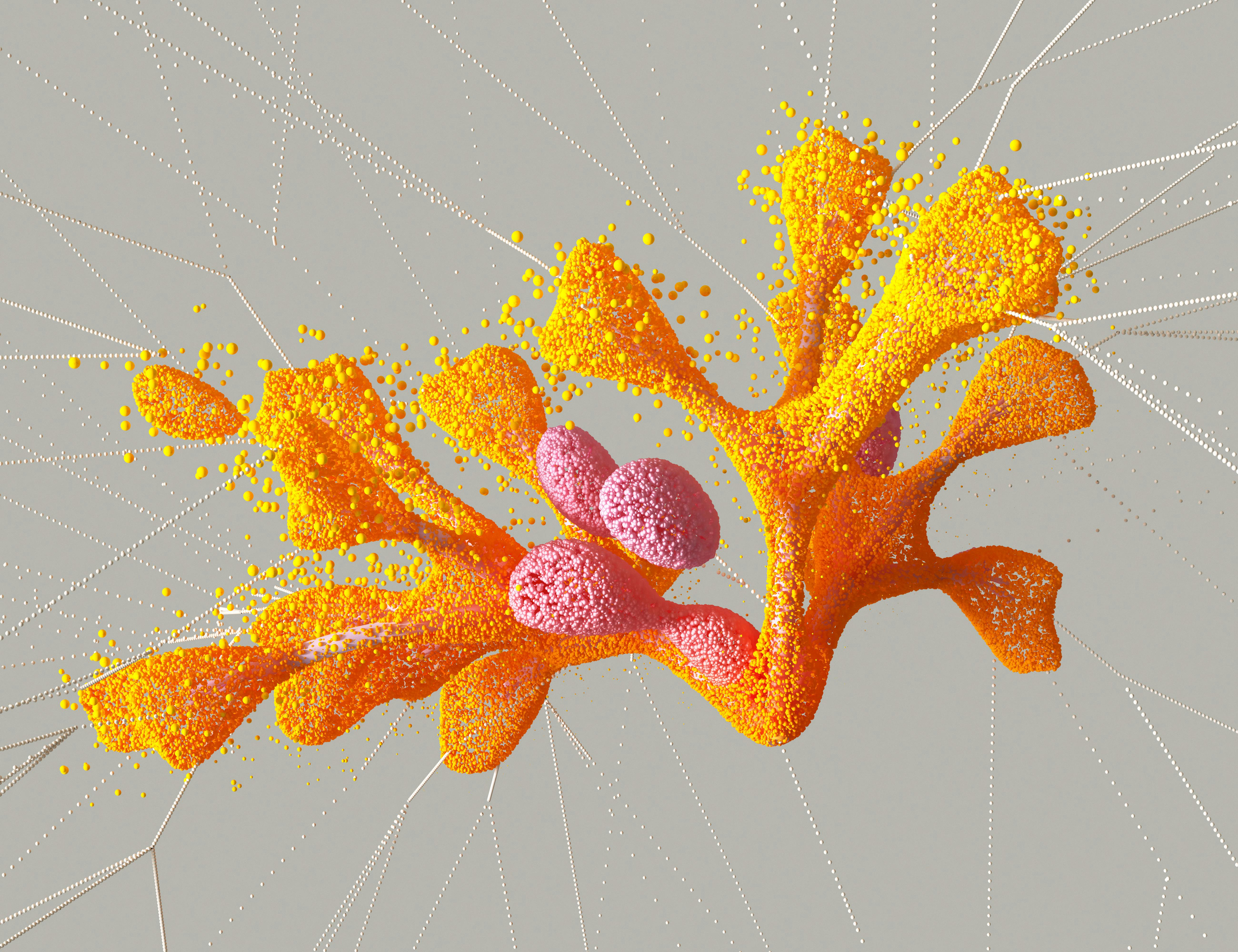 A bunch of corals in orange/yellow