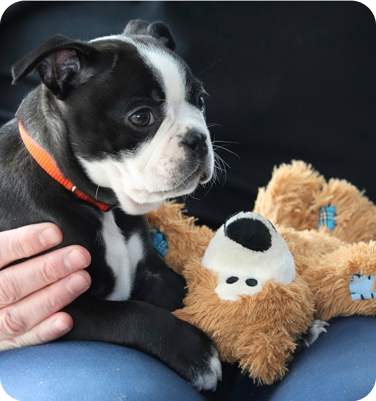 A dog sits with its toy teddy bear