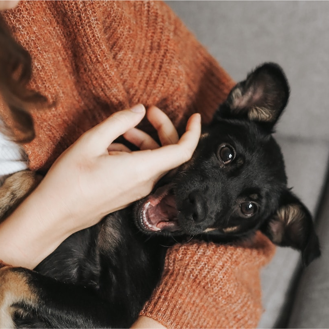 A black puppy is held playfully by its owner
