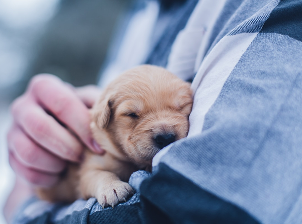 A young retriever puppy in his owners arms