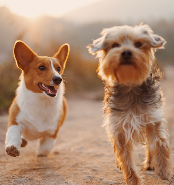 A corgi and terrier running together in the sun
