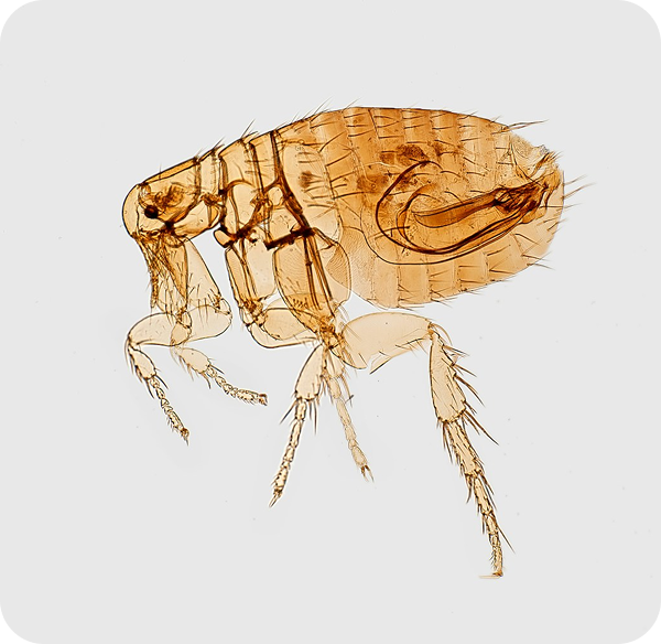 Side profile of a flea