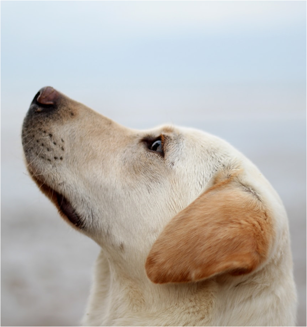 Labrador looking up at its owner