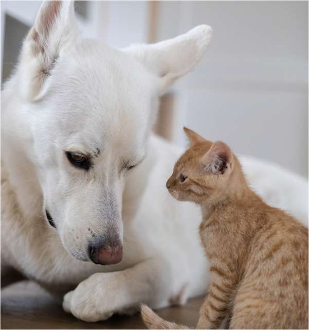 Adult dog sits with young kitten