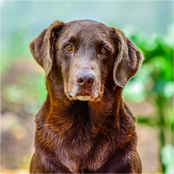 An elderly chocolate brown dog