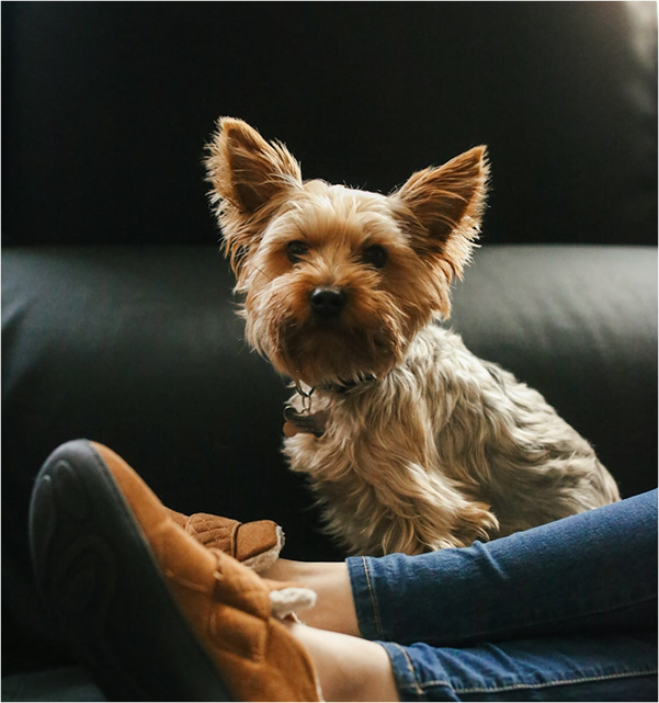 Terrier sitting with human parent
