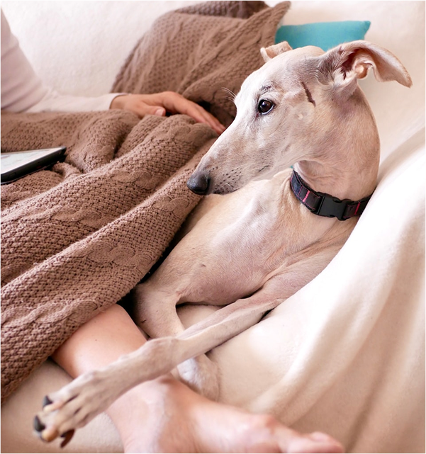 A dog recovering from surgery with his human parent