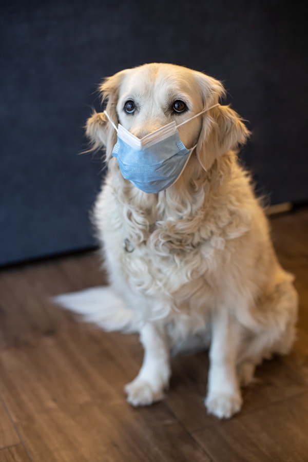 A dog wearing a quarantine face mask