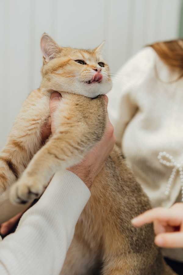A white cat is examined by vet