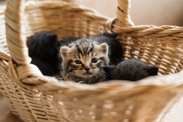 Very young kitten pokes head out of a basket