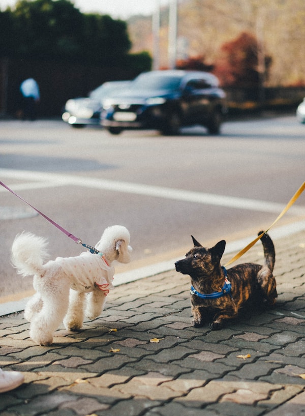 Two furry friends meet on the sidewalk